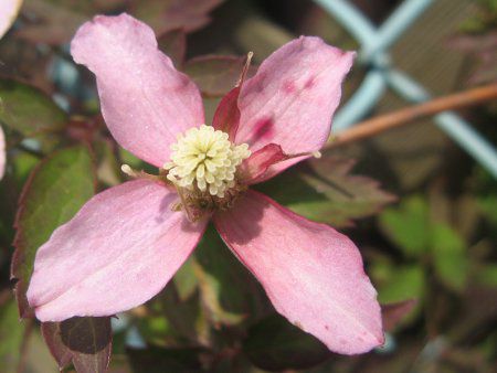 �N���}�`�X'�T�����C�Y'(C.m. 'Sunrize')