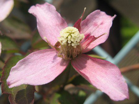 �N���}�`�X'�T�����C�Y'(C.m. 'Sunrize')