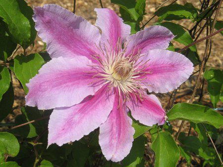 �N���}�`�X pat '�h�N�^�[�E���b�y��'(C.pat. 'Doctor Ruppel')