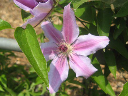 �N���}�`�X pat '�l���[�E���[�U�['(C.pat. 'Nellyr Moser')