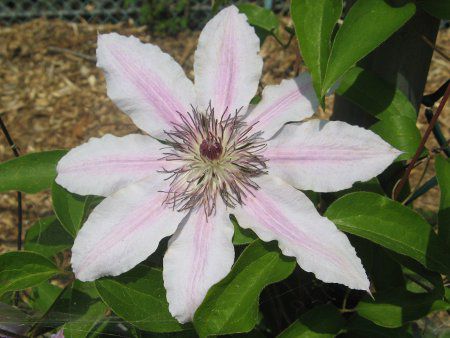 �N���}�`�X pat '�l���[�E���[�U�['(C.pat. 'Nellyr Moser')