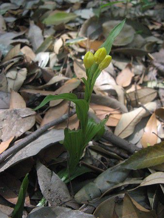 �L������(����)5