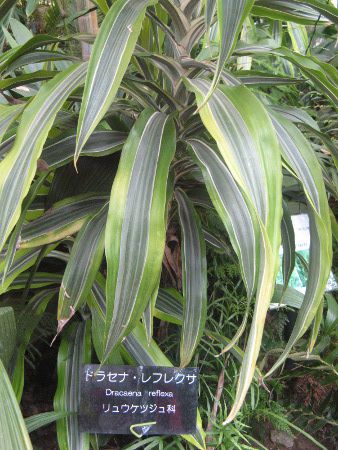 �h���Z�i�E���t���N�T(Dracaena reflexa)