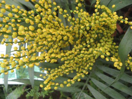 �`�����h���A�E�G���K���X(Chamaedorea elegans)