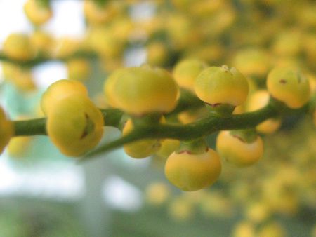 �`�����h���A�E�G���K���X(Chamaedorea elegans)
