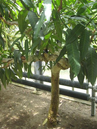 �}���S�[(Mango)07