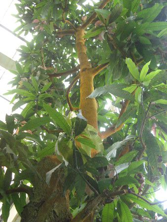 �}���S�[(Mango)
