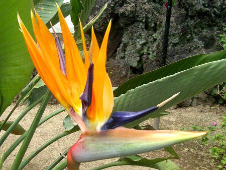 �o�[�h�E�I�u�E�p���_�C�X(BIRD-OF-PARADISE)