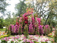 �u�[�Q���r���A3�iBougainvillea3