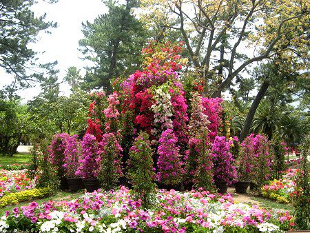 �u�[�Q���r���A(Bougainvillea)3