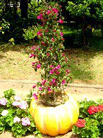 �u�[�Q���r���A4�iBougainvillea