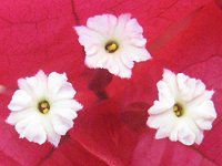 �u�[�Q���r���A40�iBougainvillea