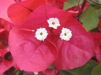 �u�[�Q���r���A�iBougainvillea41