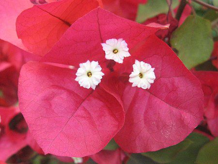 �u�[�Q���r���A�iBougainvillea�j