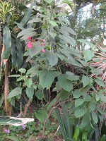 �i�����E�T�N��44(��m��)