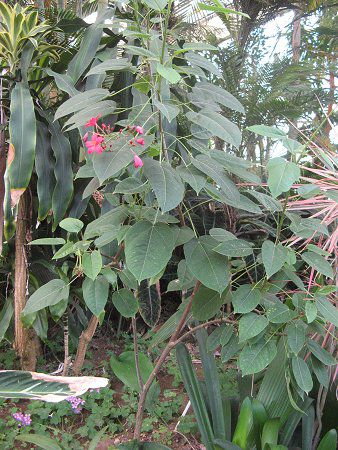 �i�����E�T�N��(��m��)