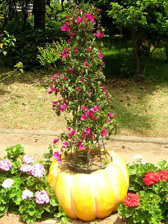 �u�[�Q���r���A(Bougainvillea�j