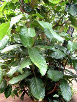 �s���|���m�L�iPingpong tree�j