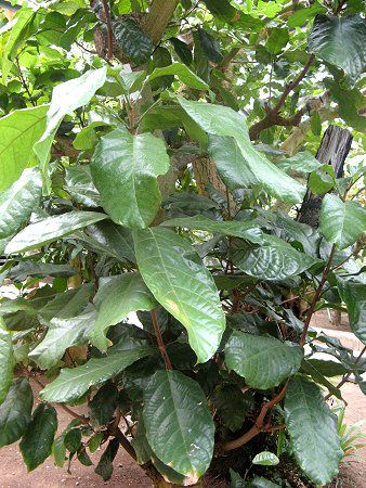 �s���|���m�L�iPingpong tree�j