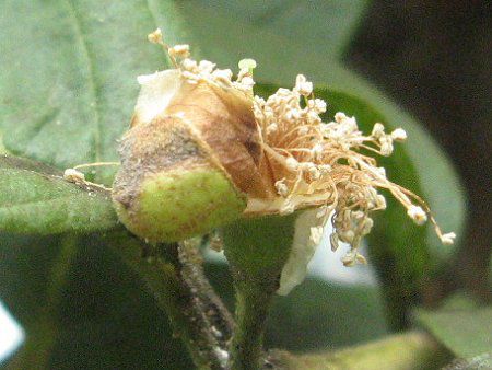 �O�A�o(Guava)