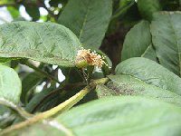 �O�A�o(Guava)