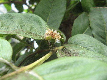 �O�A�o(Guava)