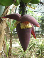 �o�i�i�ibanana�j