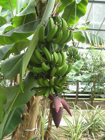 �o�i�i(Banana)