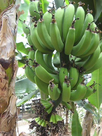 �o�i�i�iBanana�j