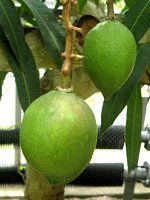 �}���S�[(Mango)