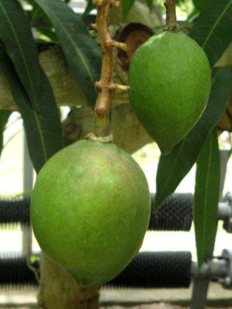 �}���S�[���ʎ�(Mango)