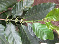 �A���r�A�R�[�q�[(Arabian coffee)