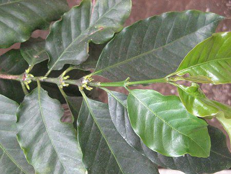 �A���r�A�R�[�q�[(Arabian coffee)
