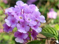 �R�o�m�����^�i