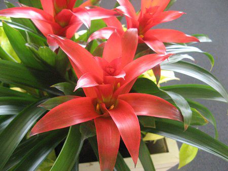 �O�Y�}�j�A(Guzmania)