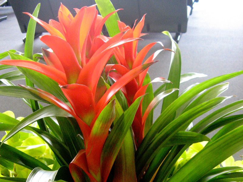 �O�Y�}�j�A(Guzmania)