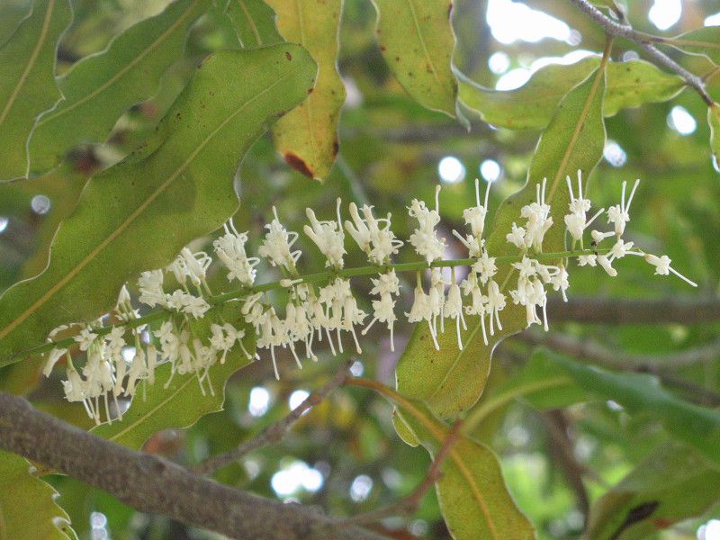 �}�J�f�~�A�i�b�c(Macadamia nut)