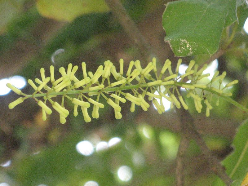 �}�J�f�~�A�i�b�c(Macadamia nut)