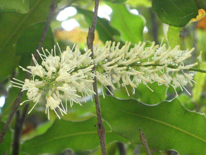 �}�J�f�~�A�i�b�c(Macadamia nut)