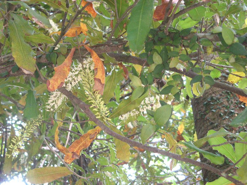 �}�J�f�~�A�i�b�c(Macadamia nut)