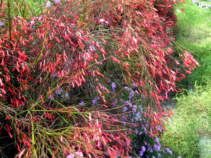 �R�[�����E�v�����g(Coral plant)