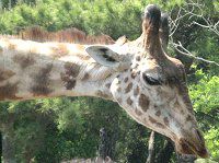 �L����29�i�i�فj