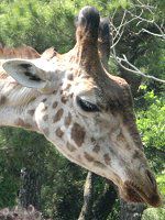 �}�T�C�L���� Masai�i�فj