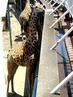 �L����31�i�i�فj