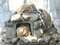 �A���C�O�}�i���F�j
