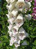 �W�M�^���X2�iDigitalis�j