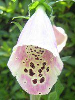 �W�M�^���X3�iDigitalis�j
