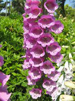 �W�M�^���X4�iDigitalis�j