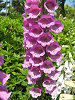 �W�M�^���X4�iDigitalis�j