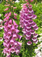 �W�M�^��5�iDigitalis�j